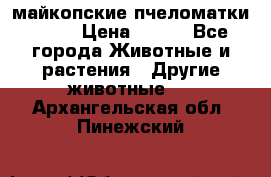  майкопские пчеломатки F-1  › Цена ­ 800 - Все города Животные и растения » Другие животные   . Архангельская обл.,Пинежский 